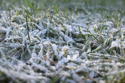 Close-up of frozen plants on field