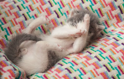 Close-up of cat sleeping on bed