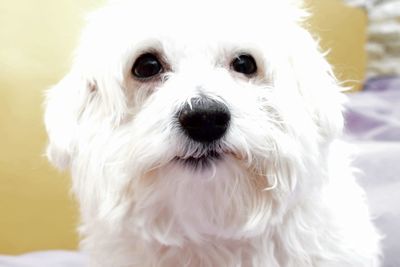 Portrait of white dog