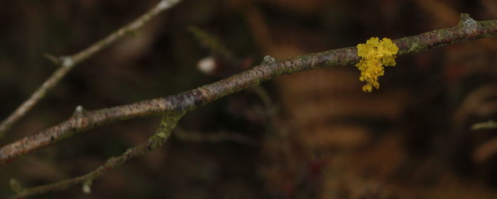 Close up of tree