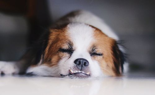 Close-up of dog resting at home