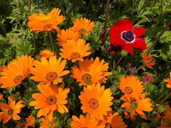 High angle view of orange flowering plants on field