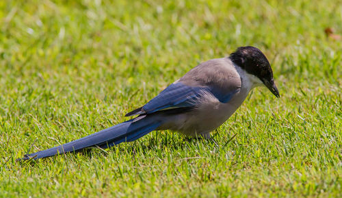 Close-up of bird on grassy land