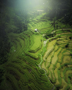 Morning on rice terraces in bal