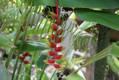 Close-up of berries growing on tree