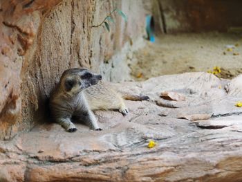 Meerkat lay down on the big stone