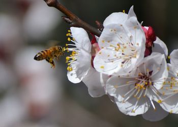 Bee hovering on white flowers