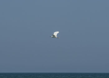 Bird flying over sea against sky