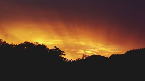 Silhouette trees against orange sky