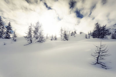 Trees on snow covered field against sky