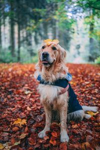 Dog looking away in forest during autumn