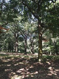 Trees in park