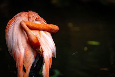 Close-up of a bird