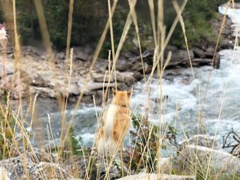 Dry grass on field by river in forest