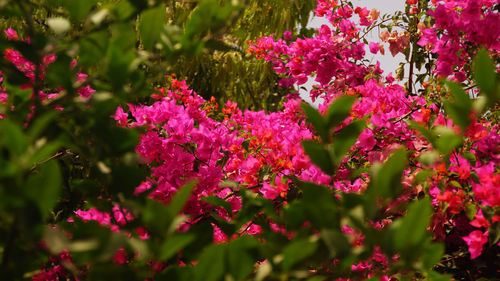 Pink flowers growing on tree