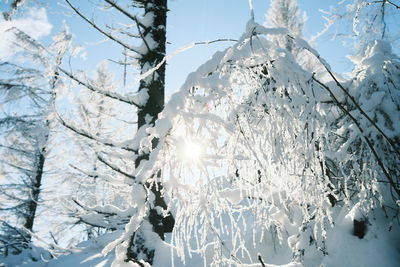 Low angle view of frozen tree against sky