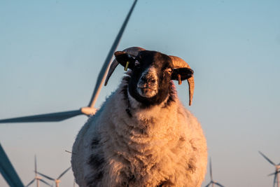 Sheep looking at camera with wind turbines in background 