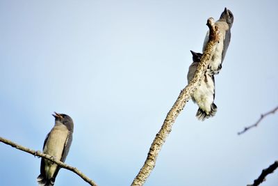 Low angle view of bird perching on branch against sky