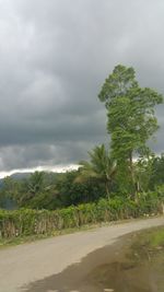 Road by trees against sky