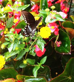 Close-up of butterfly on plant