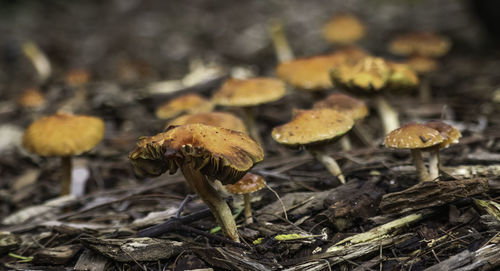 Close-up of mushroom growing on field