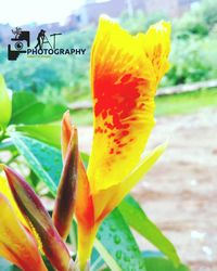 Close-up of yellow flower