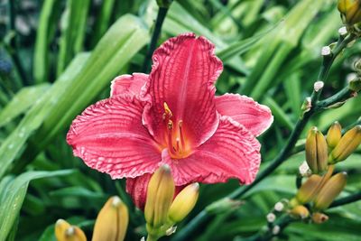 Close-up of pink flower