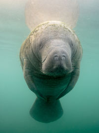 Close-up of turtle swimming in sea