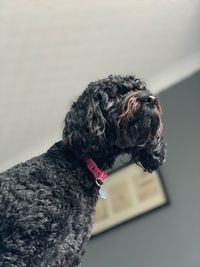 Close-up of dog sitting against wall