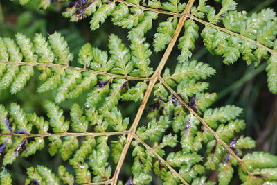 Close-up of fresh green plant