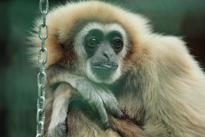 Close-up portrait of monkey