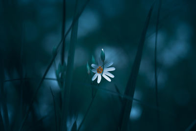 Beautiful rabelera flowers blooming in forest grass.