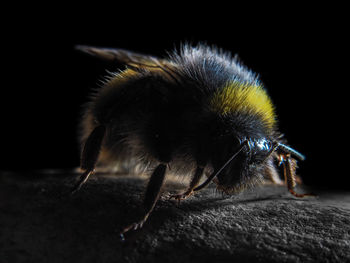 Close-up of insect