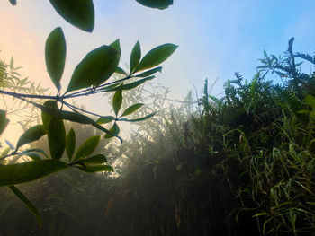 Close-up of fresh green plant against sky