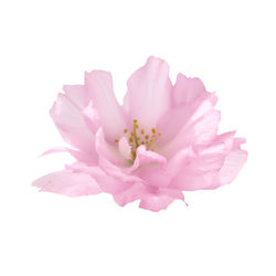 Close-up of pink flower against white background