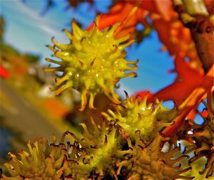 Close-up of yellow flowers