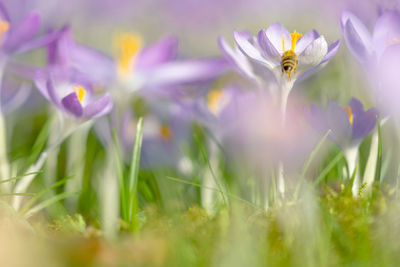 Close-up of purple crocus flowers on field