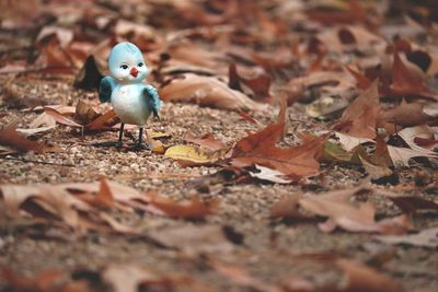 Close-up of bird on dry leaves on ground