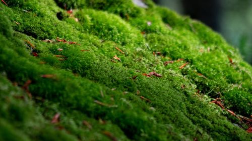 Close-up of succulent plant