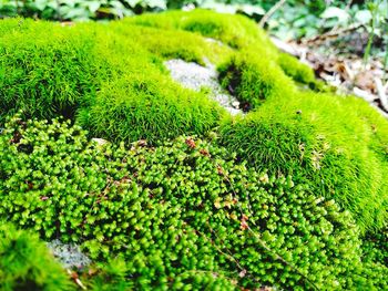 Close-up of moss growing on field