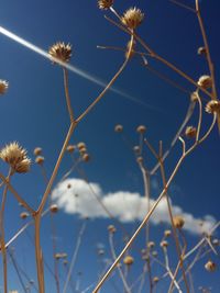 Low angle view of flower tree against sky