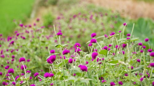 Close-up of pink flowers blooming on field