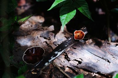 High angle view of eggs on wood in forest