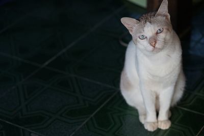 Portrait of cat sitting on floor at home