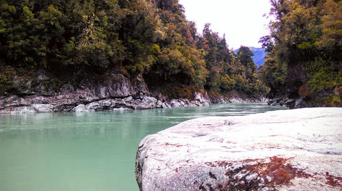 Scenic view of river amidst trees in forest