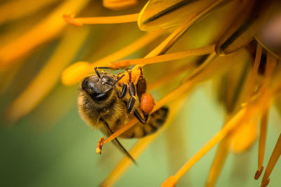 Close-up of bee pollinating on flower