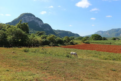 Cows grazing on field by mountains against sky