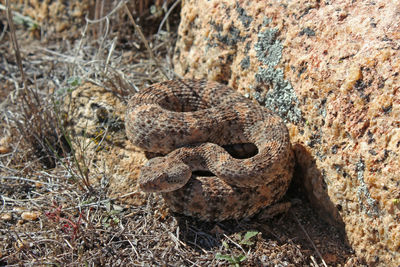 High angle view of lizard on rock