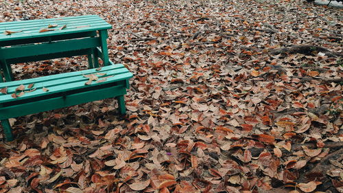 I am alone in the park  or  leaves . // chair said