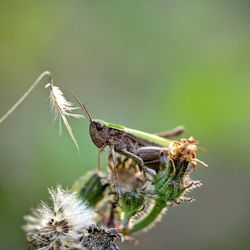 Extreme close-up of cricket on plant